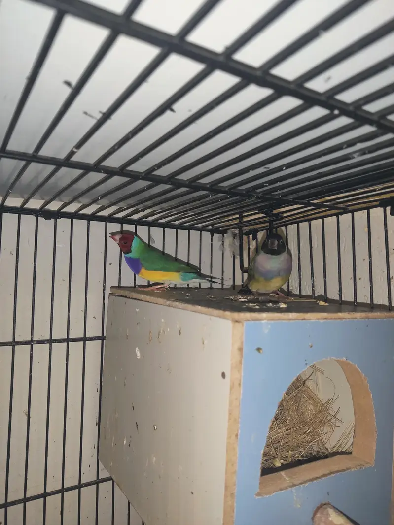 goldien finch pattoki — photo 6