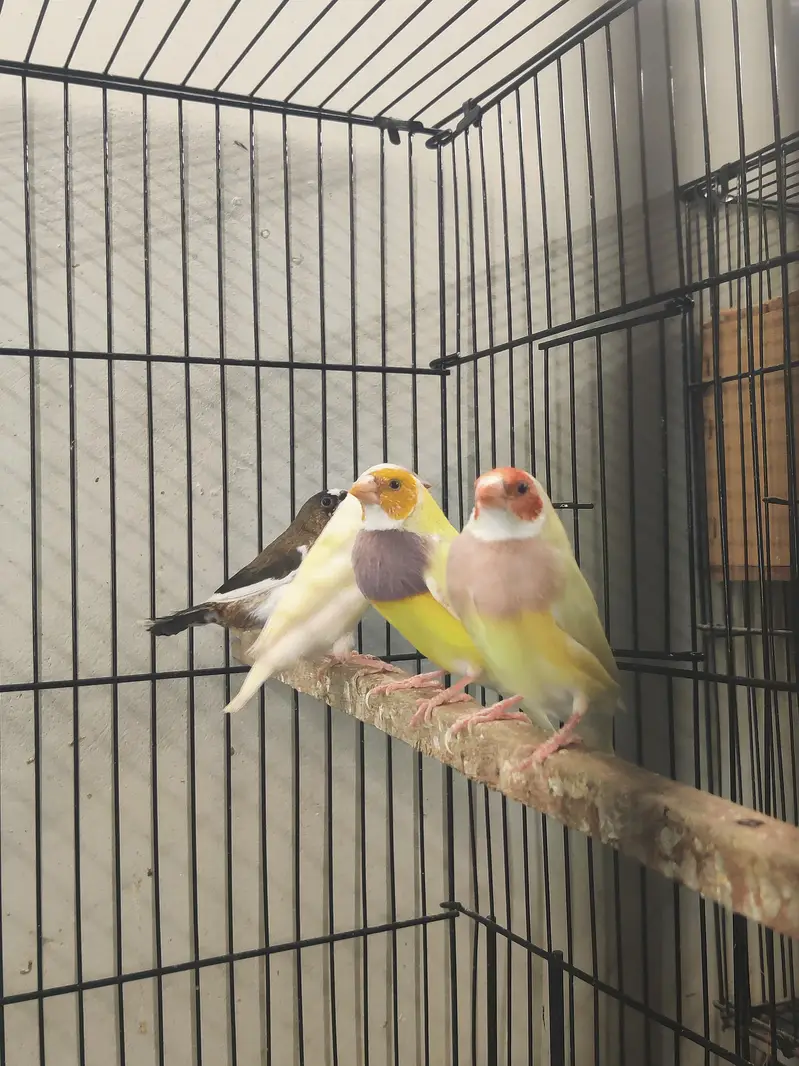 goldien finch pattoki — photo 7