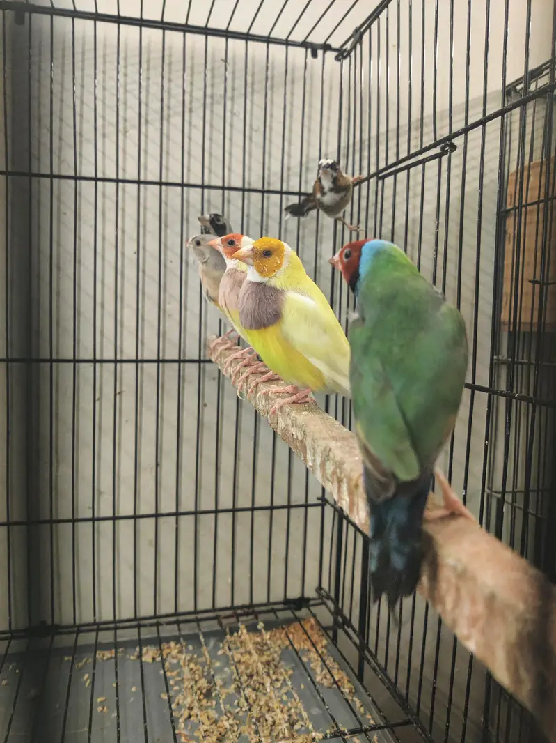 goldien finch pattoki — photo 8