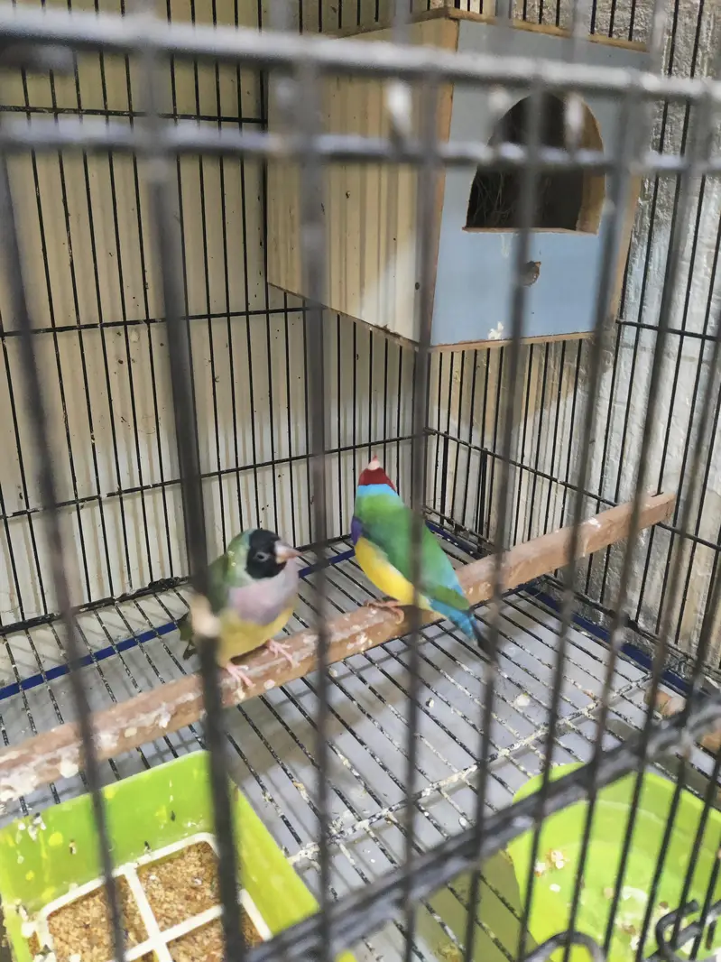 goldien finch pattoki — photo 9