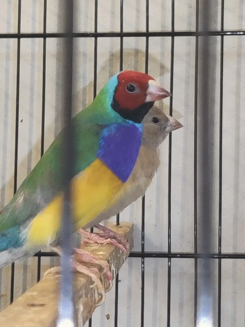 goldien finch pattoki — photo 10
