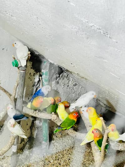 Lutino Opline Sapphire and other lovebirds for sale.