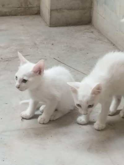 Khao manee 2 kittens