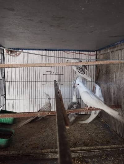 Cocktail pair available