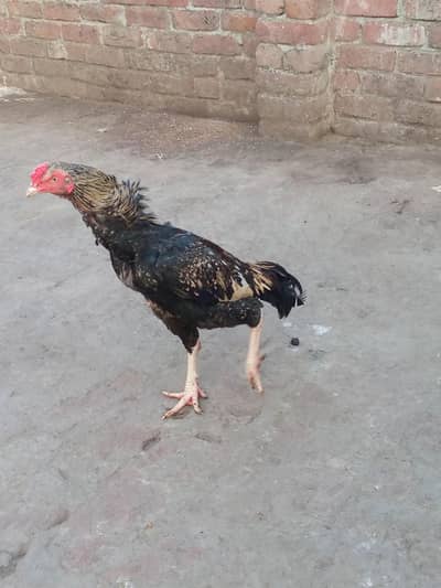 aseel chicks/java male