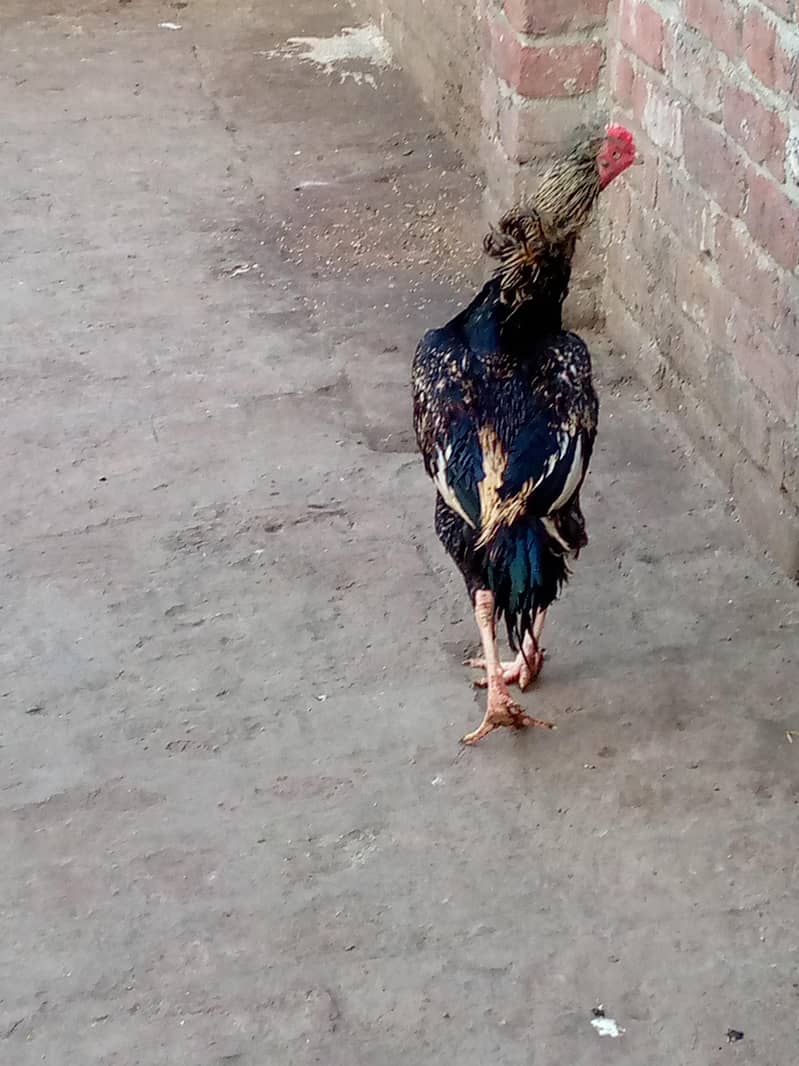 aseel java male/aseel chicks 1