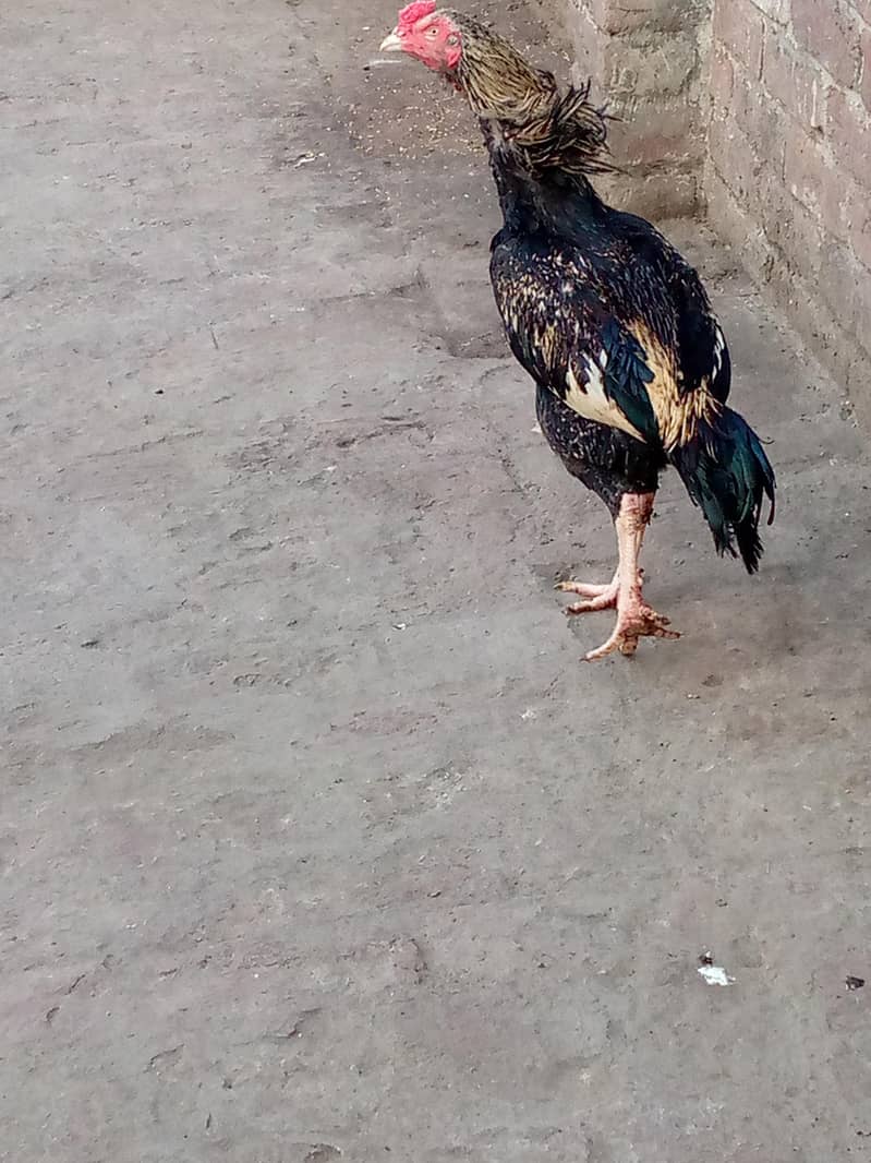 aseel java male/aseel chicks 2