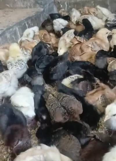 A+ quality k chicks available hain vacinated and healthy.