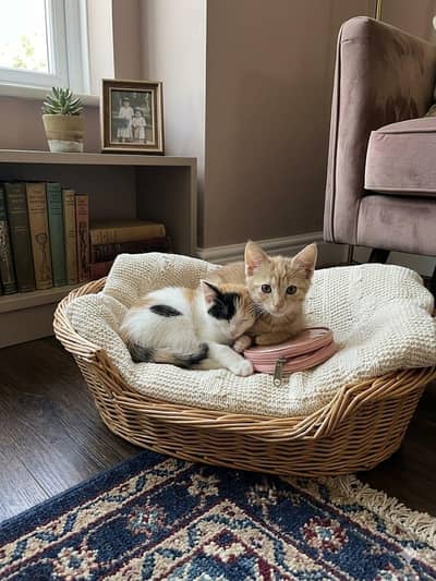 kittens for adoption  minimum charges