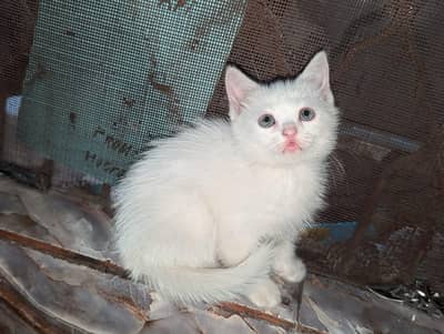 Adorable kitten for sale