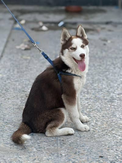 Siberian husky long Cort