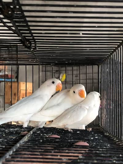 Albino/Parblue/Green Opline/Blue Opline Split PF/Black Mask Lovebirds