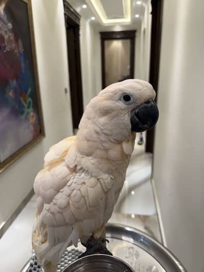 Malakand cockatoo