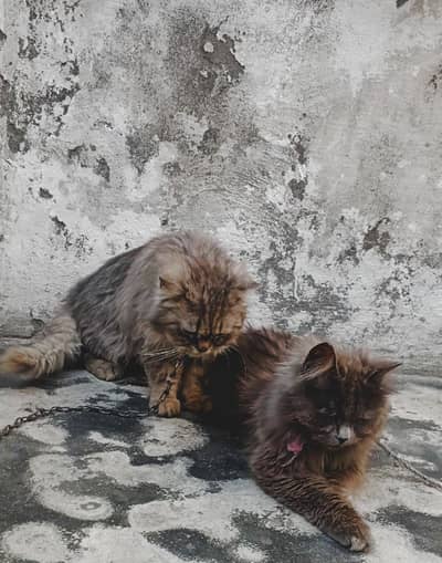 persion cats pair