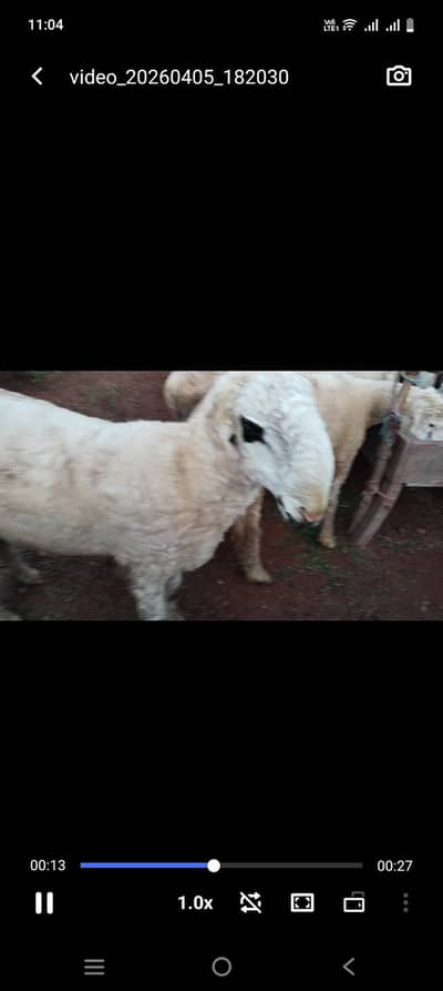 Qurbani Male Sheep 2026