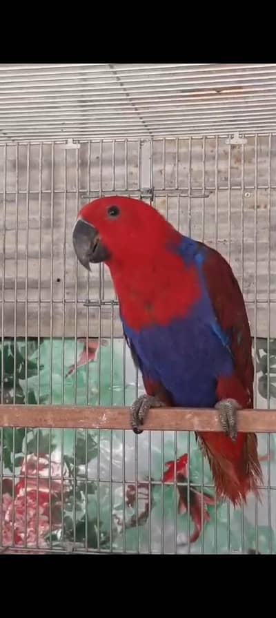 grand eclectus pair electus parrot  tamed talking