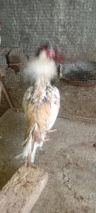 2 aseel pathy 2 madiyan