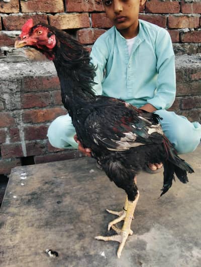 Old blood line nazbot ghand jor chores nali main 2 male