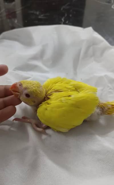 Yellow parrot chick