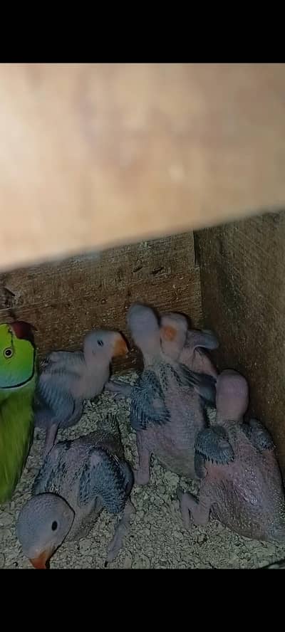 17 days chik han or ya pic 13 days ki ha jis ne lena ho rabta kare