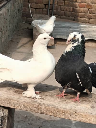 faintail pegions pair. beautiful black&white breeder pair. lakay kaboote