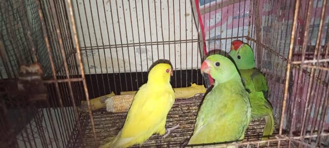 Budgies|Cockatiel||finchesTame|Ringneck|Green|Hara|Pahari|Yellow