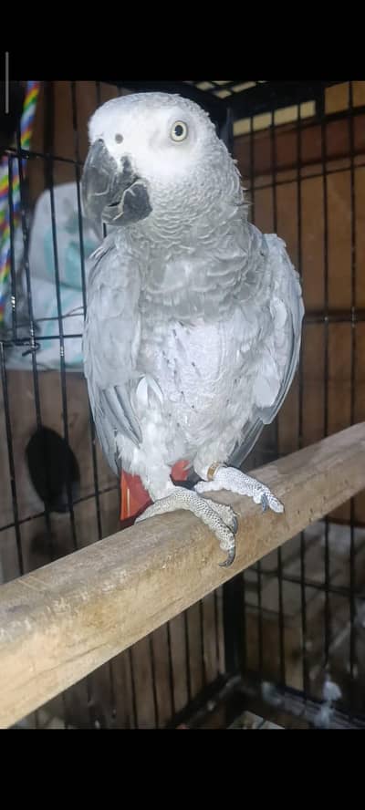 African grey breeder femal  tame talking