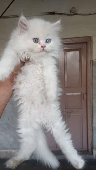 Pure Persian Odd Eyes Male Kitten