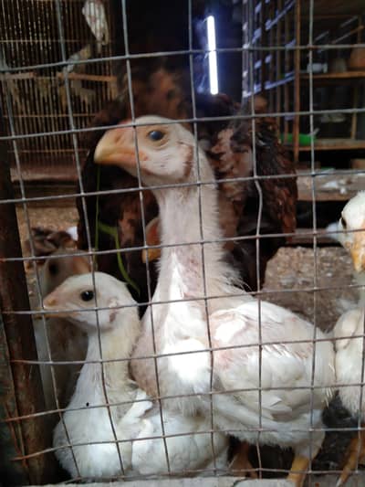 MashAllah . . Oh Shamp Chick's Available