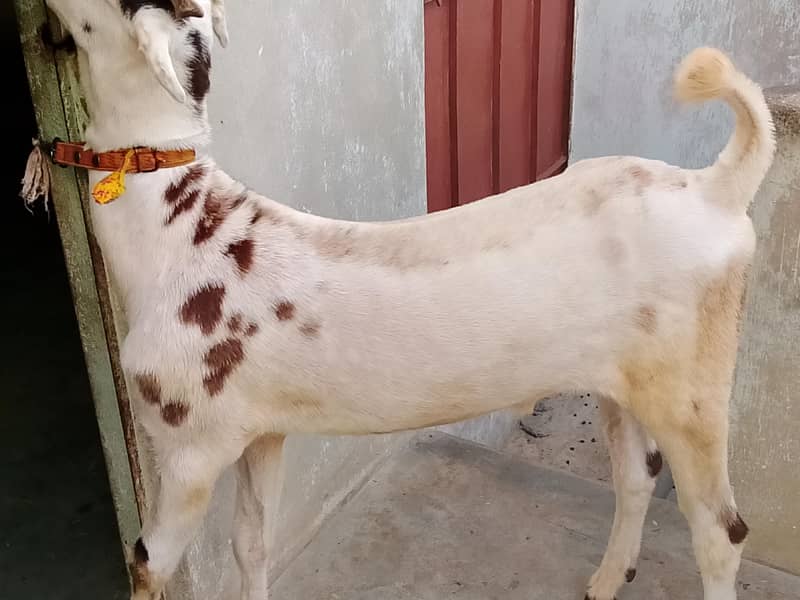 bakra 0