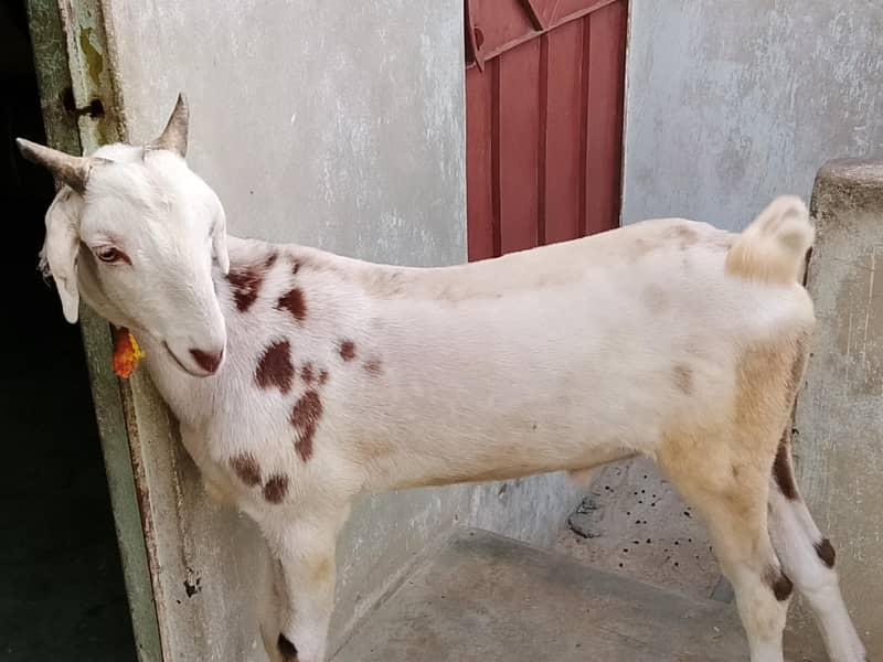 bakra 1
