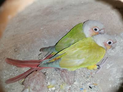 pineapple conure for sale