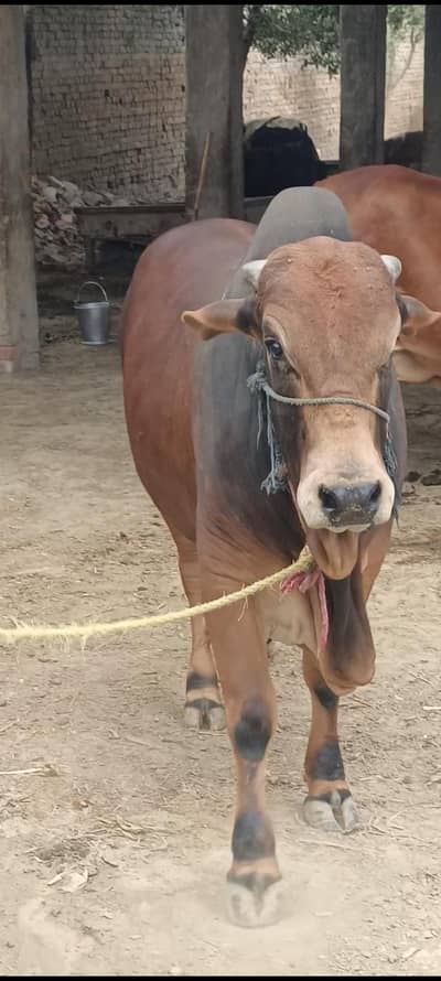 For sale 03001805442