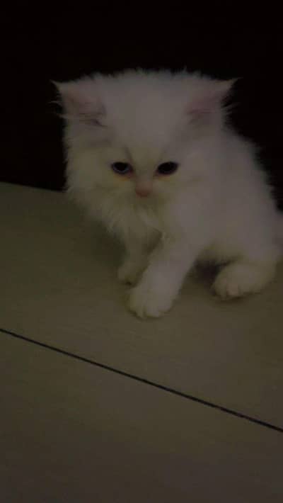 persion kitten
