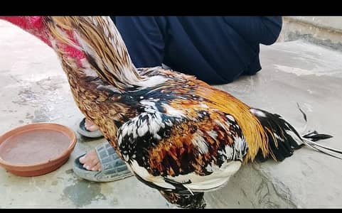 aseel buy contact.      +92 343 0023203