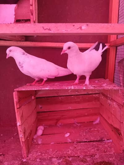 1 pair 2500 2 female 2 hazar