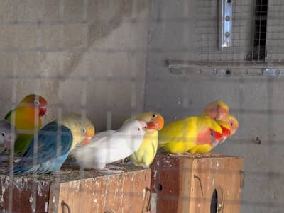 Lovebirds for Sale