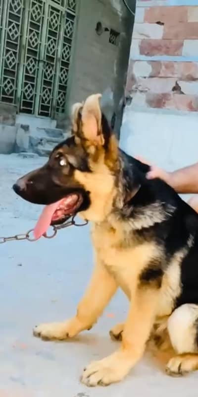 GERMAN SHEPHERD DOG FOR SALE URGENT