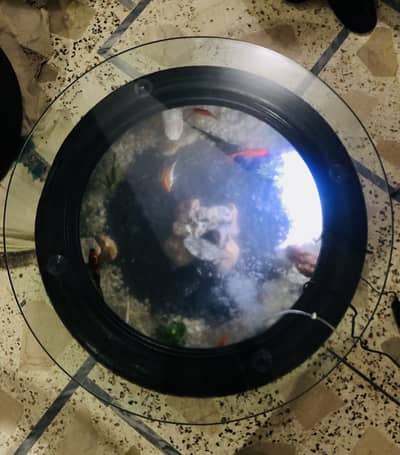 New Tyre Aquarium For Sale