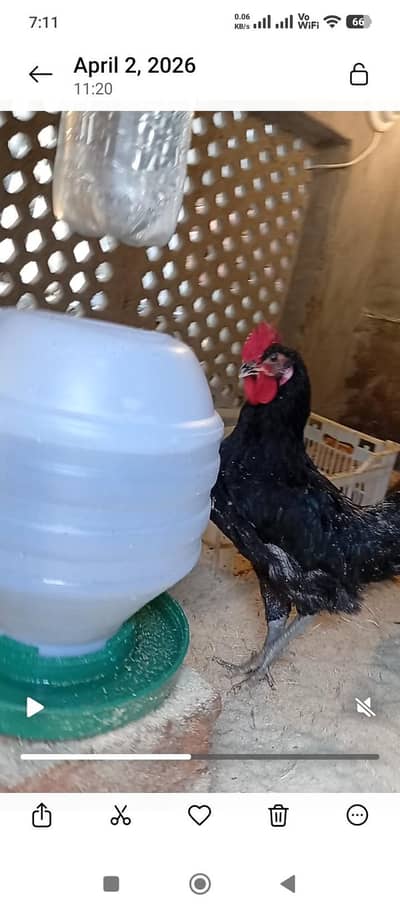 Australorp Hens & Rooster