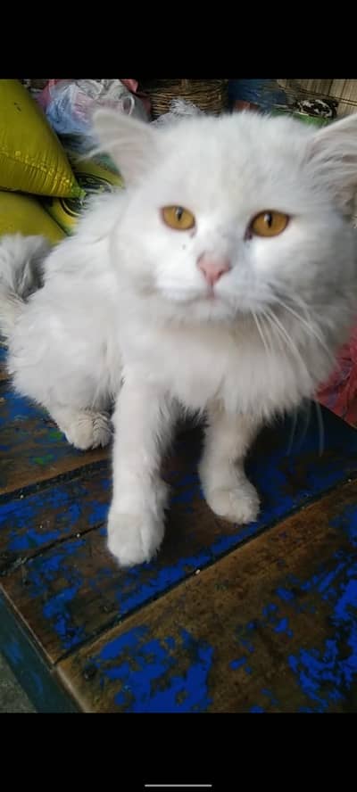 cat Persian double coat