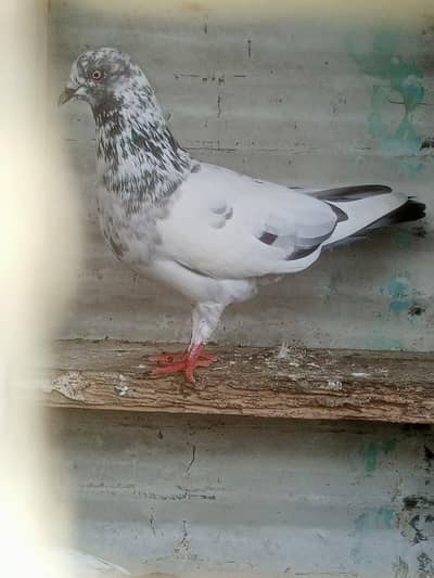 Male pigeon