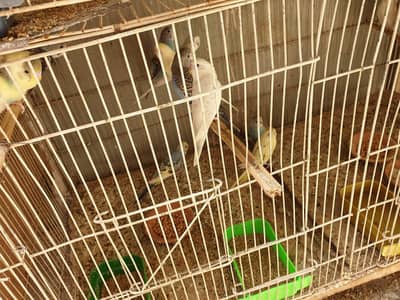 bajrie parrots phattay  3 to  4 months old for sel toal 16l