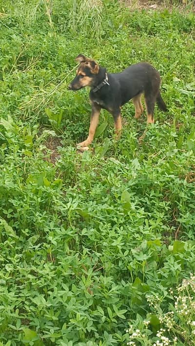 German shepherd female urgent sale