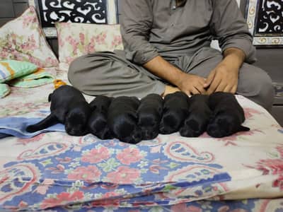 I want to sale my labrador retriever puppies