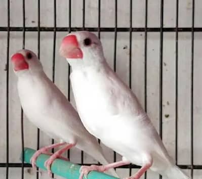 white jawa pair  and budgies