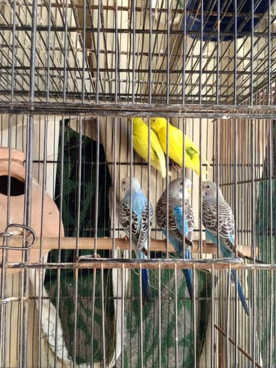 budgies
