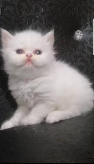 persian Homebreed kittens