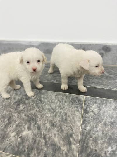 Adorable 1 Month Old Female Poodle Puppy for Sale 