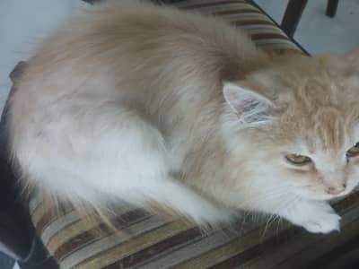 healty and activie female kitten